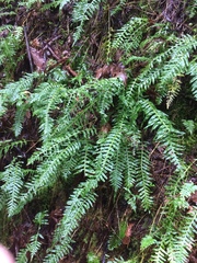 Polypodium glycyrrhiza