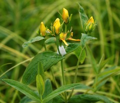 Hypericum ascyron gebleri