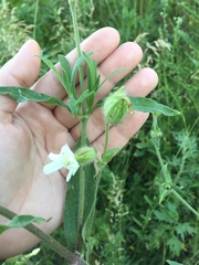 Silene latifolia alba