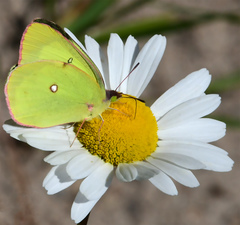 Colias interior