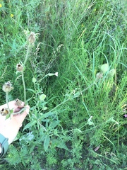 Silene latifolia alba