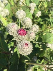 Arctium tomentosum