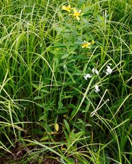 Hypericum ascyron gebleri