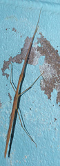 Sipyloidea caeca