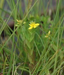 Hypericum ellipticum