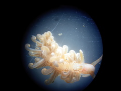 Spurilla neapolitana