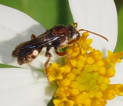 Nomada australensis