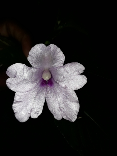 Impatiens talbotii