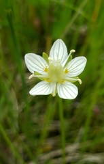 Parnassia parviflora