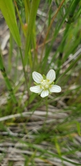 Parnassia parviflora