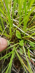 Parnassia parviflora