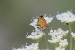 Isturgia limbaria