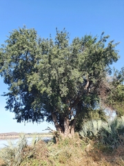 Xanthocercis zambesiaca