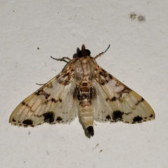 Azochis