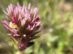 Castilleja densiflora densiflora