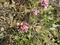Castilleja densiflora densiflora