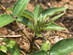 Zanthoxylum ailanthoides ailanthoides