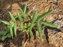 Zanthoxylum ailanthoides ailanthoides