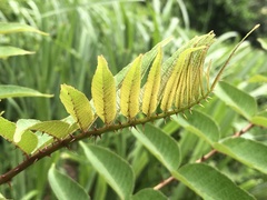 Zanthoxylum ailanthoides ailanthoides