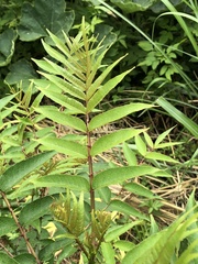 Zanthoxylum ailanthoides ailanthoides