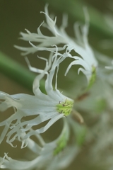 Dianthus superbus stenocalyx