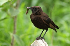 Myrmecocichla aethiops