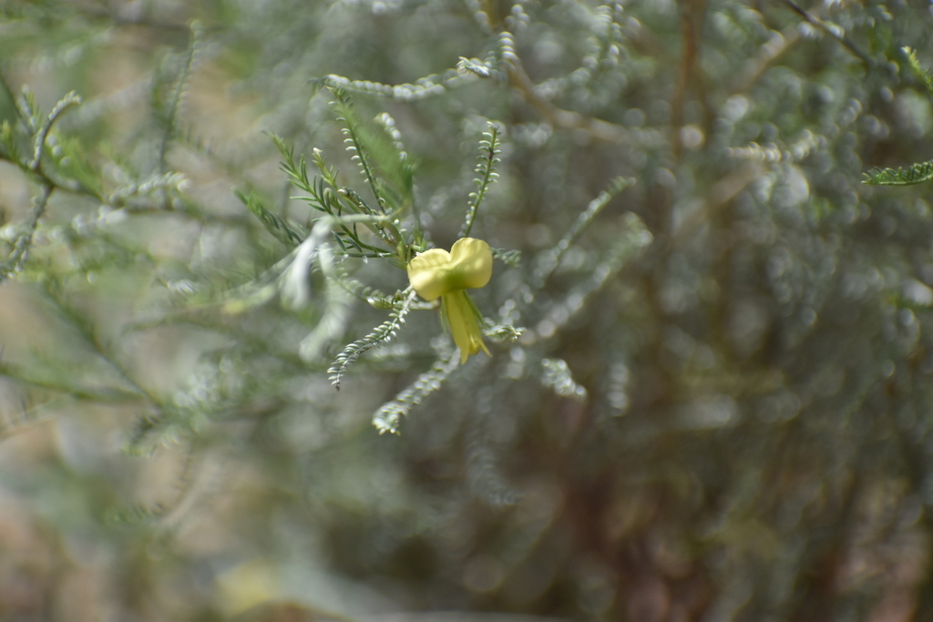 Brongniartia canescens