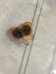 Glaphyria fulminalis