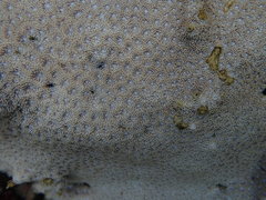 Leptastrea transversa