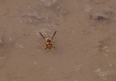 Euodynerus annulatus