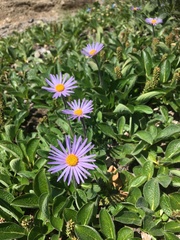 Erigeron thunbergii