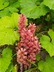 Orobanche flava
