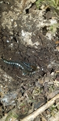Scolopendra cingulata