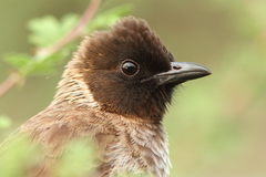 Pycnonotus barbatus dodsoni