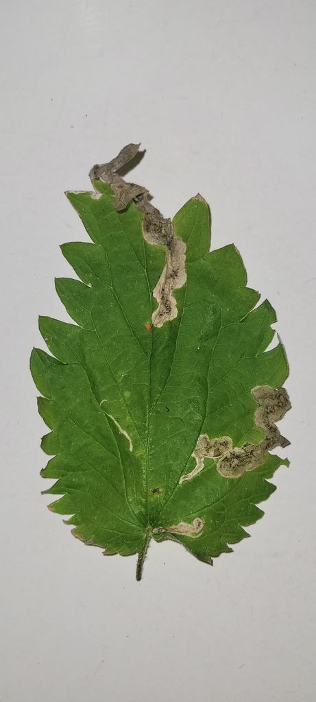 Agromyza pseudoreptans