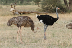 Struthio molybdophanes