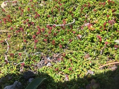 Bryanthus gmelinii