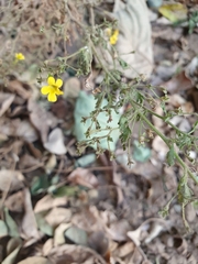 Jamesbrittenia micrantha