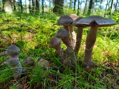 Cortinarius evernius
