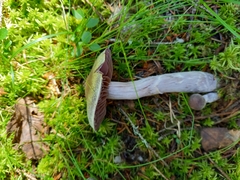 Cortinarius evernius
