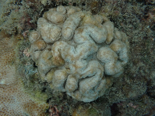 Lobophyllia agaricia observed 2021-06-05