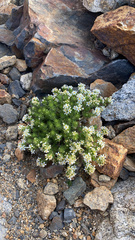 Leptosiphon nuttallii