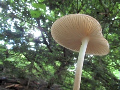 Oudemansiella radicata