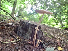 Oudemansiella radicata