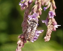 Coelioxys coturnix