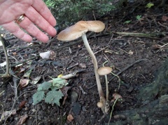 Oudemansiella radicata