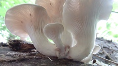 Pleurotus pulmonarius