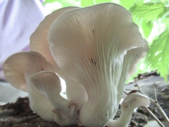 Pleurotus pulmonarius