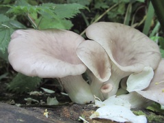 Pleurotus pulmonarius
