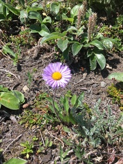Erigeron thunbergii
